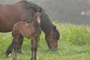 mother and foal